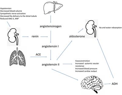 Pathophysiology of Hyponatremia in Children